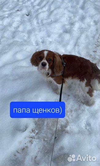 Кавалер кинг чарльз спаниель