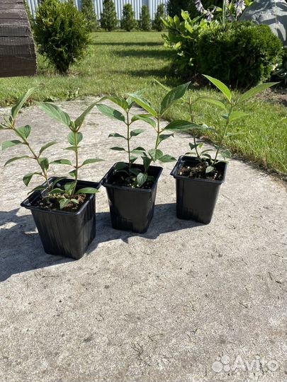 Гортензия метельчатая