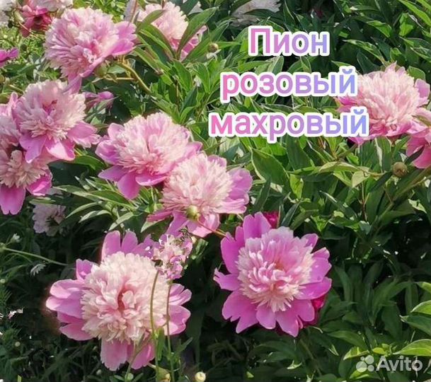 Пионы саженцы