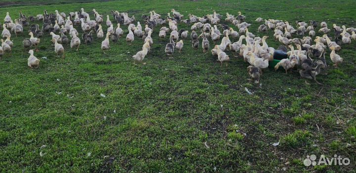 Гуси подрощенные