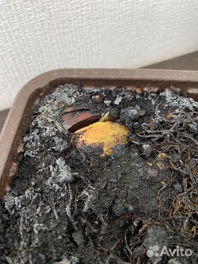 Авокадо дерево