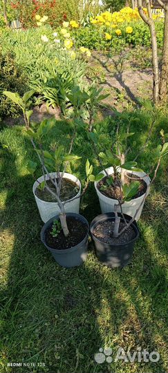 Саженцы инжира