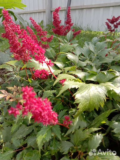 Астильба растение