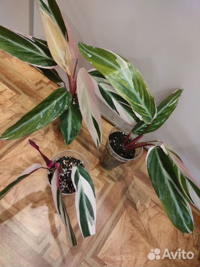 Строманта триколор