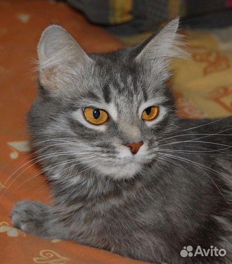 Кошка Красавица в добрые руки