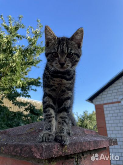 Британские гладкошерстные котята (полосатые)