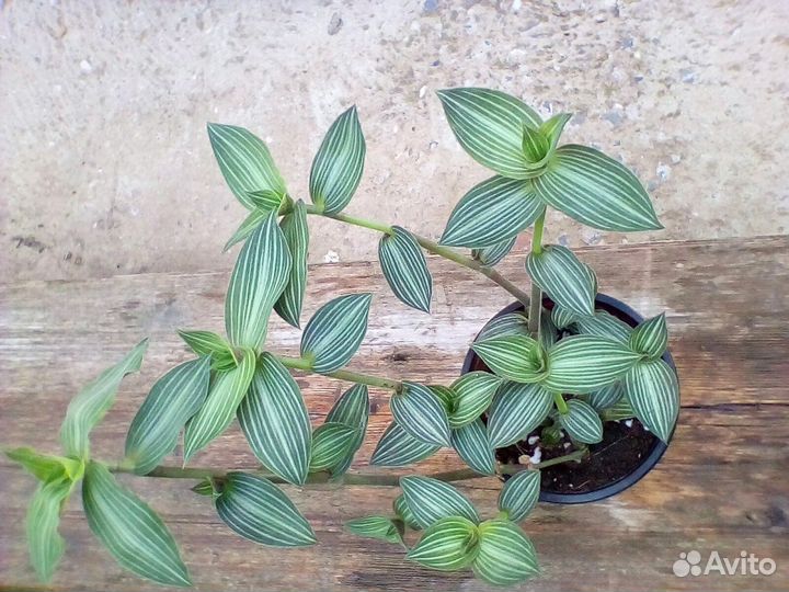 Цветочки Фата невесты,Элегант, острый перчик