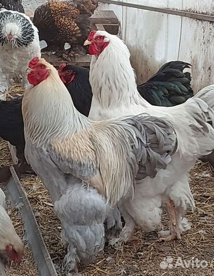 Инкубационное яйцо брама