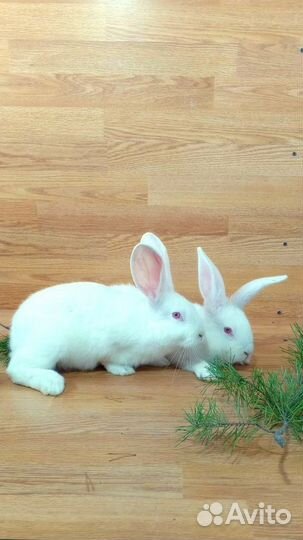 Кролики мясных пород