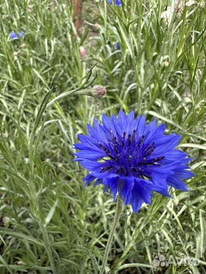 Букеты из василька и ромашки