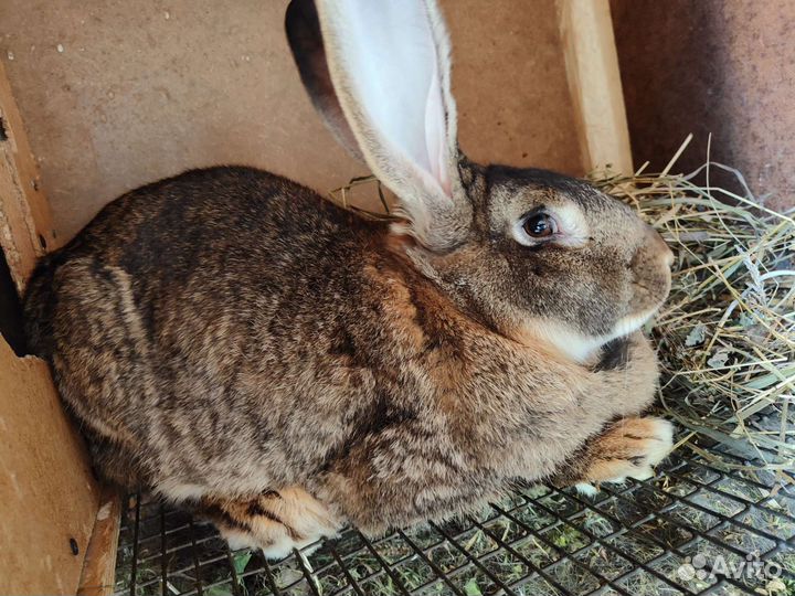 Кролик 4 мес