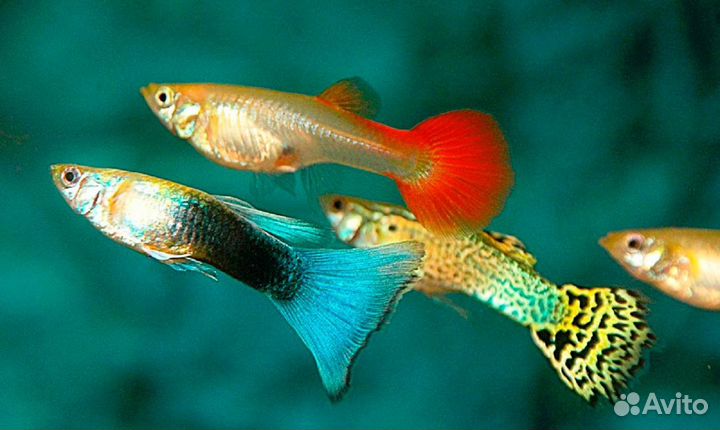 Рыбки широк ассортим розница и опт