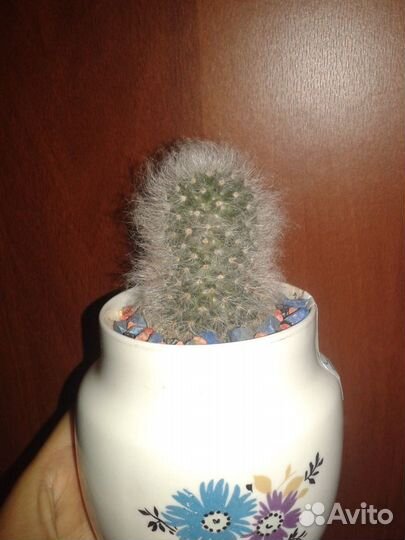 Флорариумы, кактусы, суккулетны