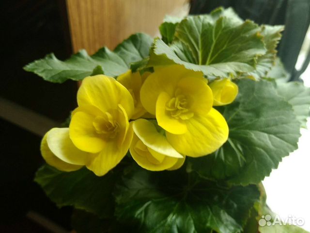 Бегония Элатиор желтая купить в Новосибирске | Товары для дома и дачи ...