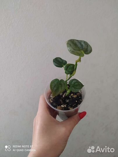 Сциндапсус (эпипремнум), пуансеттия