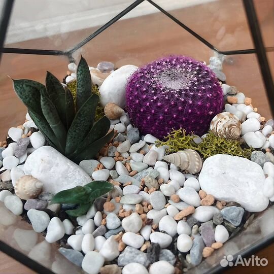 Флорариум с кактусом