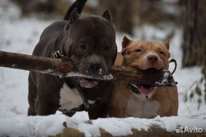 Вязка под щенка. Американский булли