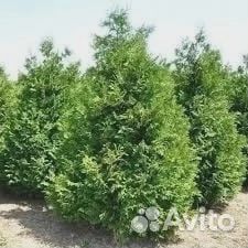 Туя Пирамидалис Компакта, Брабант