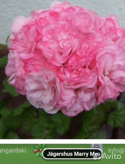 Пеларгония герань