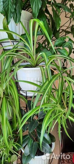 Комнатные цветы