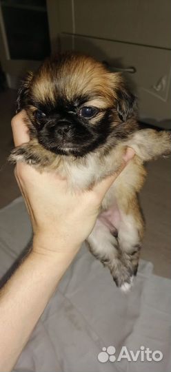 Щенки пекинеса