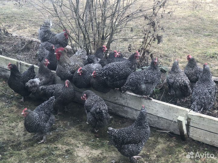 Семья Мехеленской Кукушки