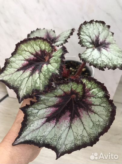 Бегонии декоративно-лиственные. Новые сорта