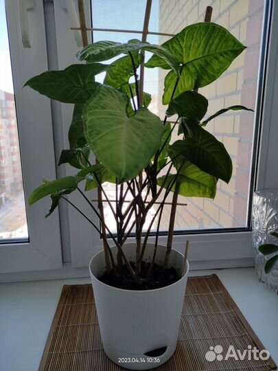 Продам цветы комнатные