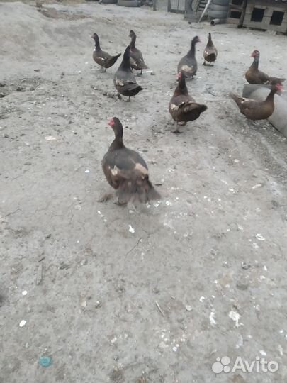 Мускусные утки