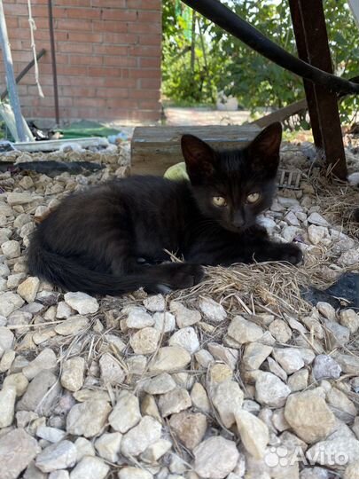 Котята в добрые руки мальчики