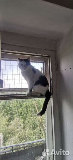 Кот очаровашка в дар