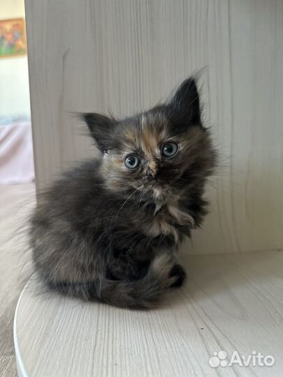 Пушистые котята