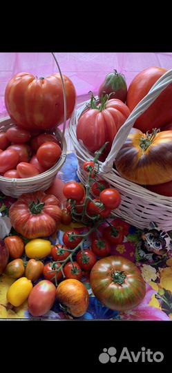 Семена томатов