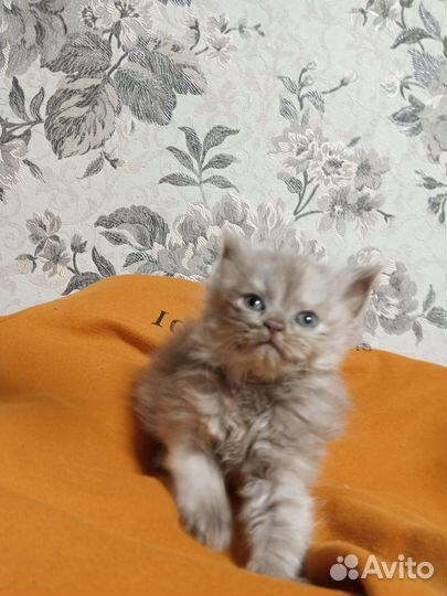 Кошка в дар бесплатно