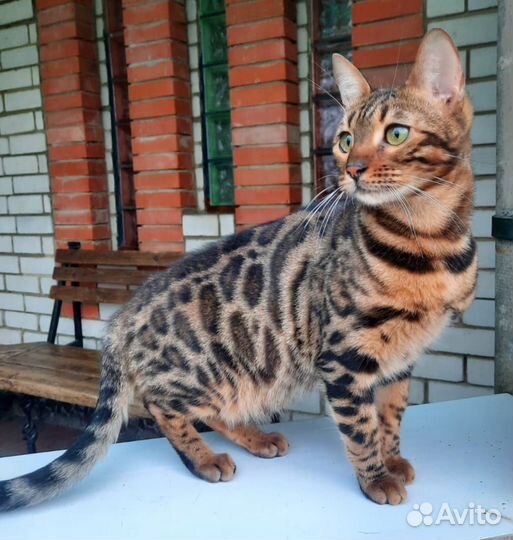 Леопардовая кошка