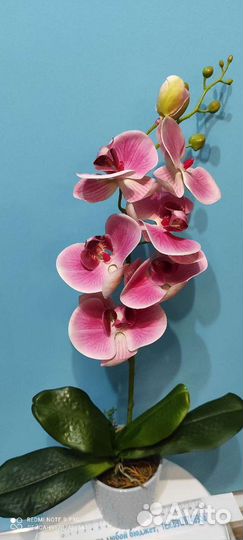 Орхидея ботаническая копия