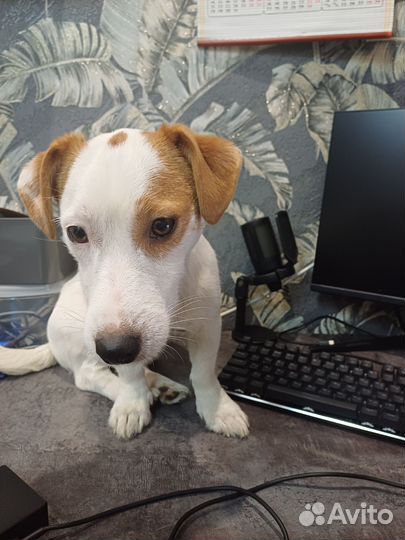 Джек Рассел Терьер