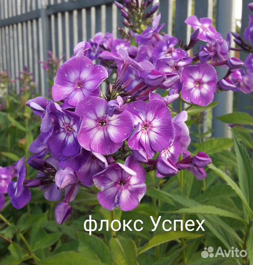 Сортовые флоксы, флокс Гений