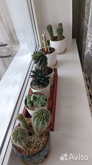 Кактусы и суккуленты