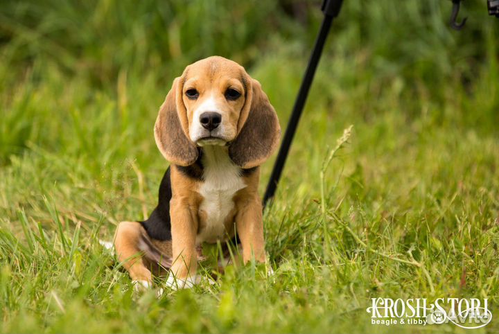 Щенки бигля