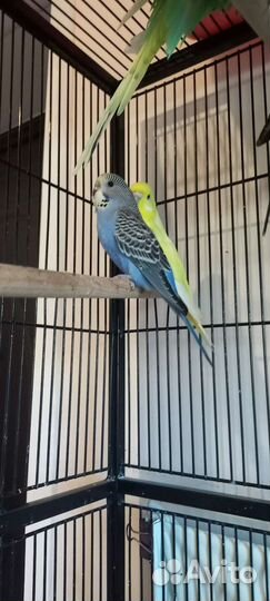 Птенцы волнистый попугай