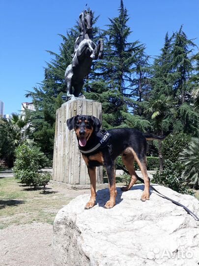 Передержка домашних животных