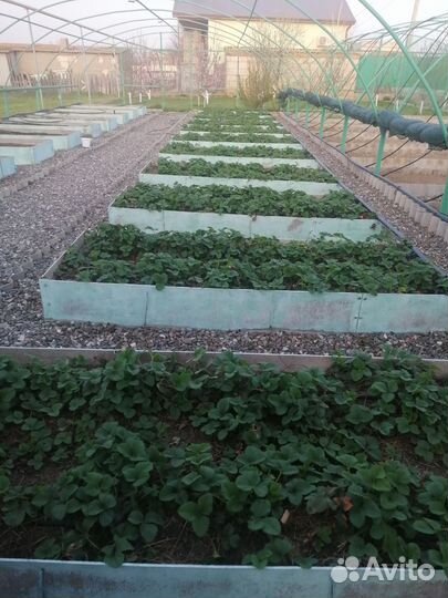 Рассада клубники, сорт 