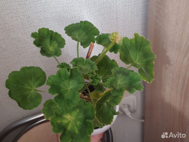 Пеларгония герань