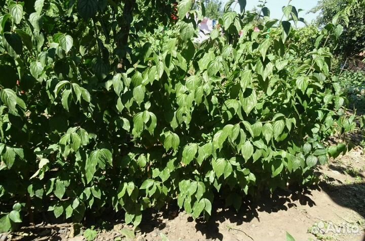 Саженцы кизил, хурма, гранат, инжир