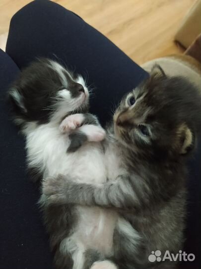 Кошка и котятки