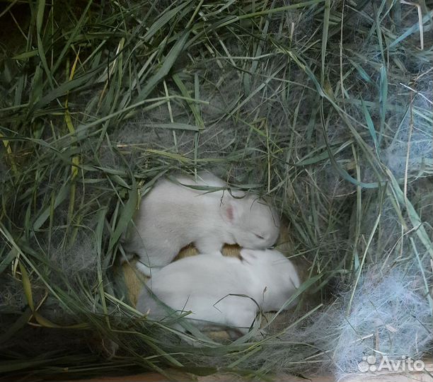 Карликовые крольчата - продам