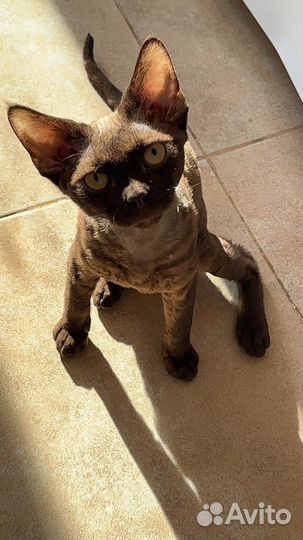 Девон-рекс шоколадный котик