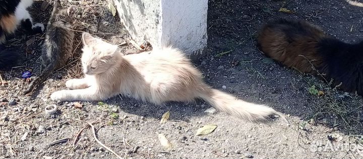 Кошка в дар бесплатно