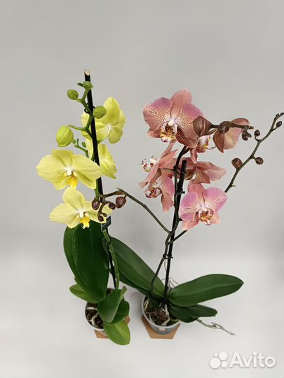 Орхидеи Фаленопсис Ferrara и Leco